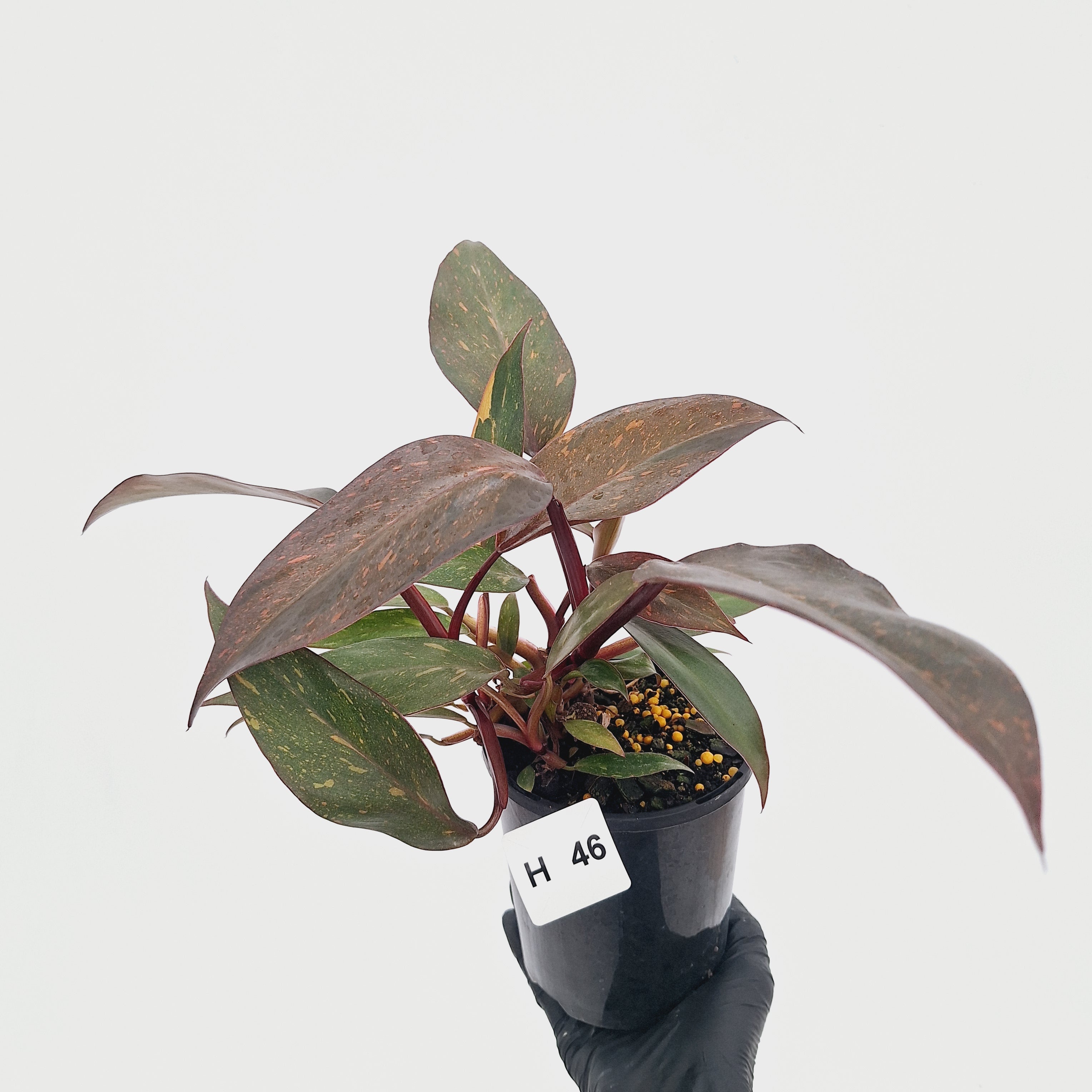 Philodendron 'Orange Princess' - FLASH SALE