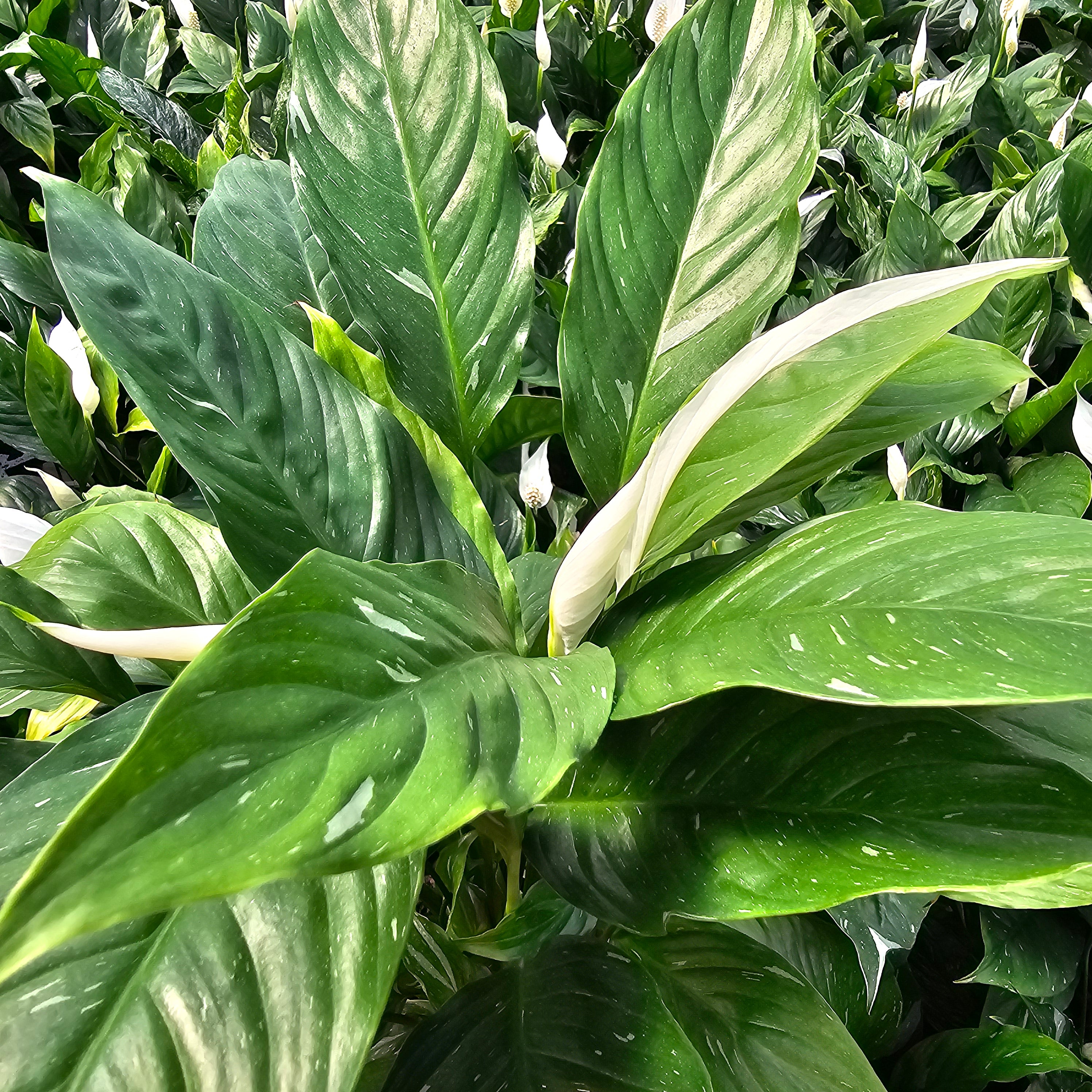 Spathiphyllum floribundum 'Jet Diamond'