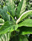 Spathiphyllum floribundum 'Jet Diamond'