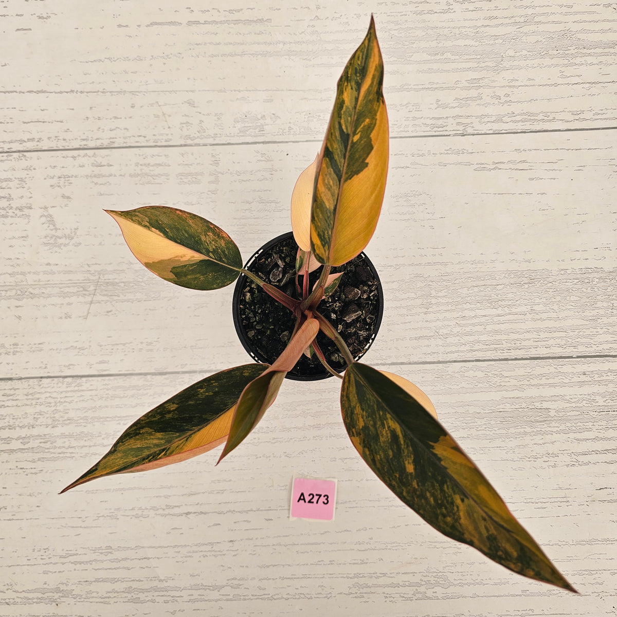 Philodendron 'Rojo Congo Variegated' 125mm - SALE