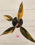 Philodendron 'Rojo Congo Variegated' 125mm - SALE