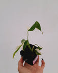 Monstera borsigiana 'Albo' - SALE