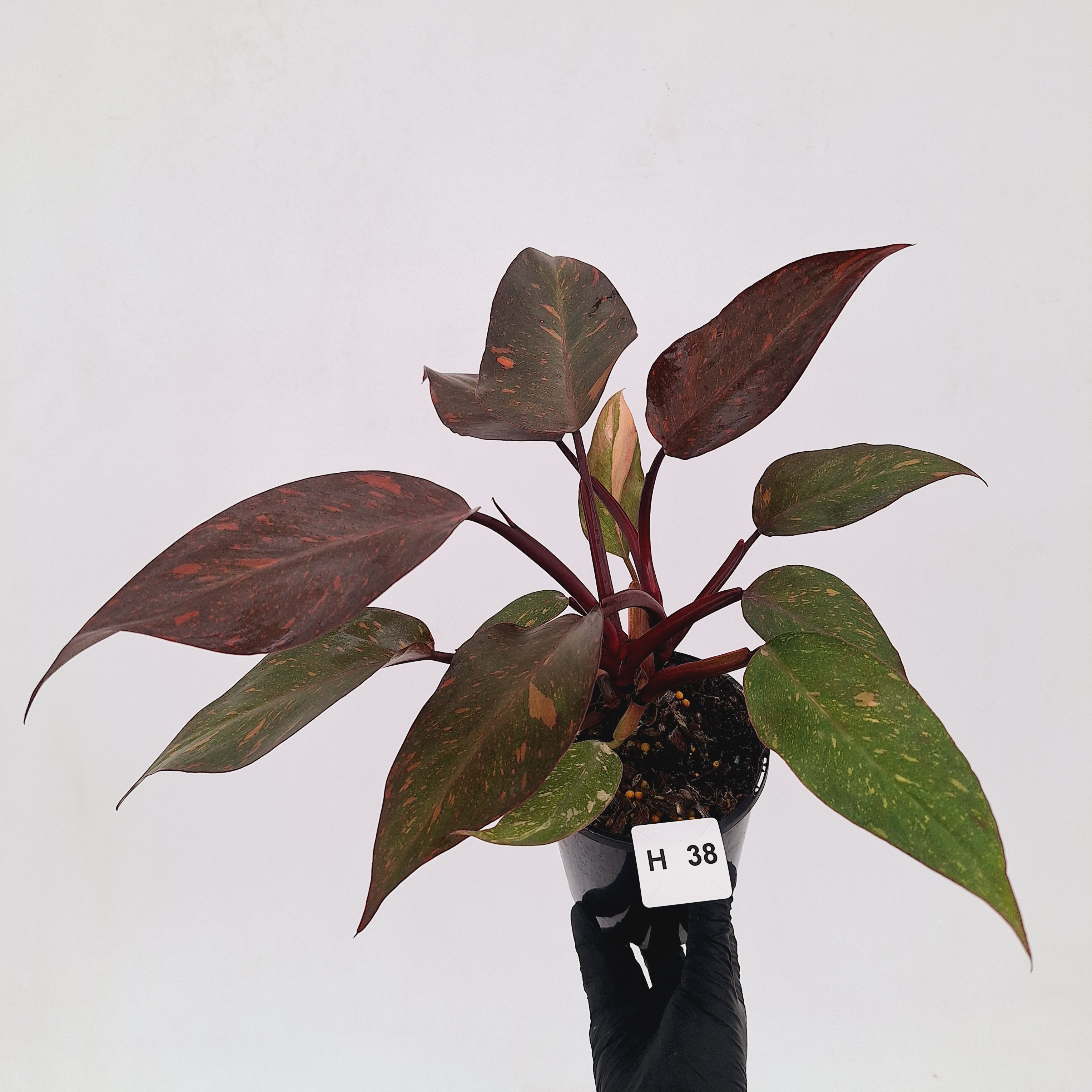 Philodendron 'Orange Princess' - FLASH SALE