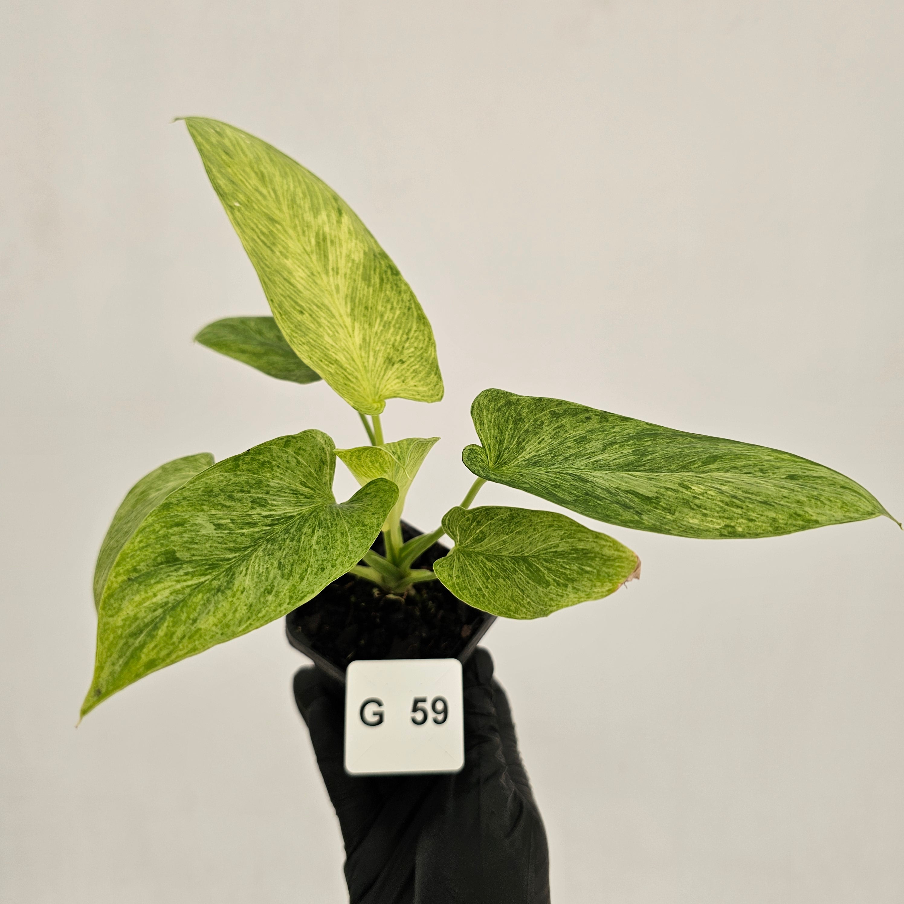 Homalomena sulcata ‘Cream Frost’ - SALE
