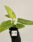Homalomena sulcata ‘Cream Frost’ - SALE
