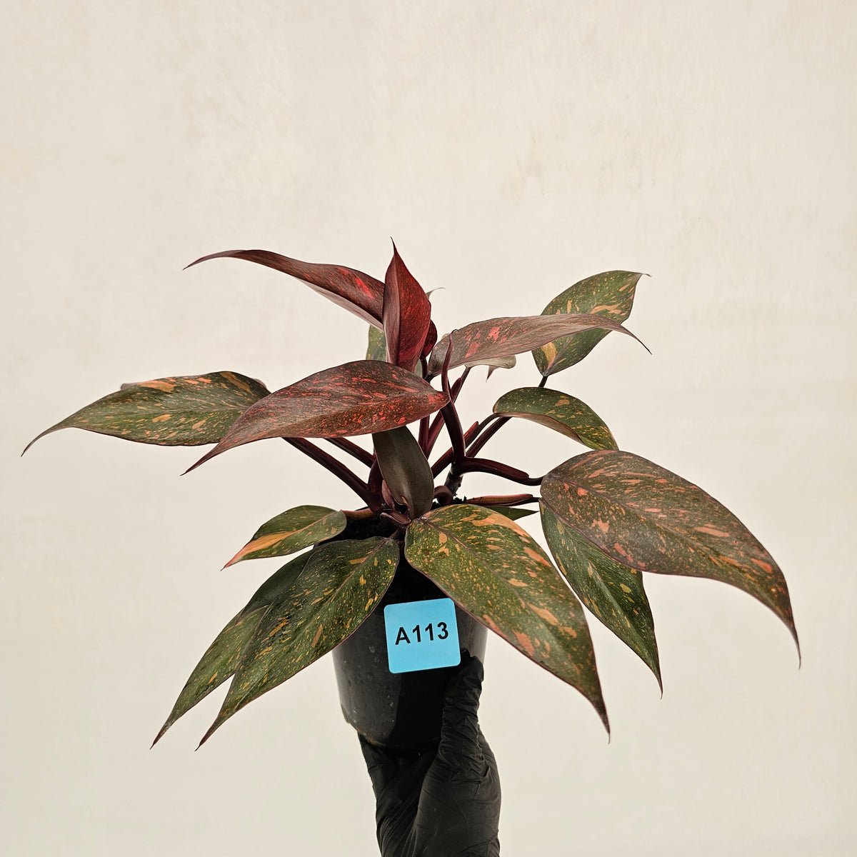 Philodendron 'Orange Princess'
