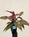 Philodendron 'Orange Princess'