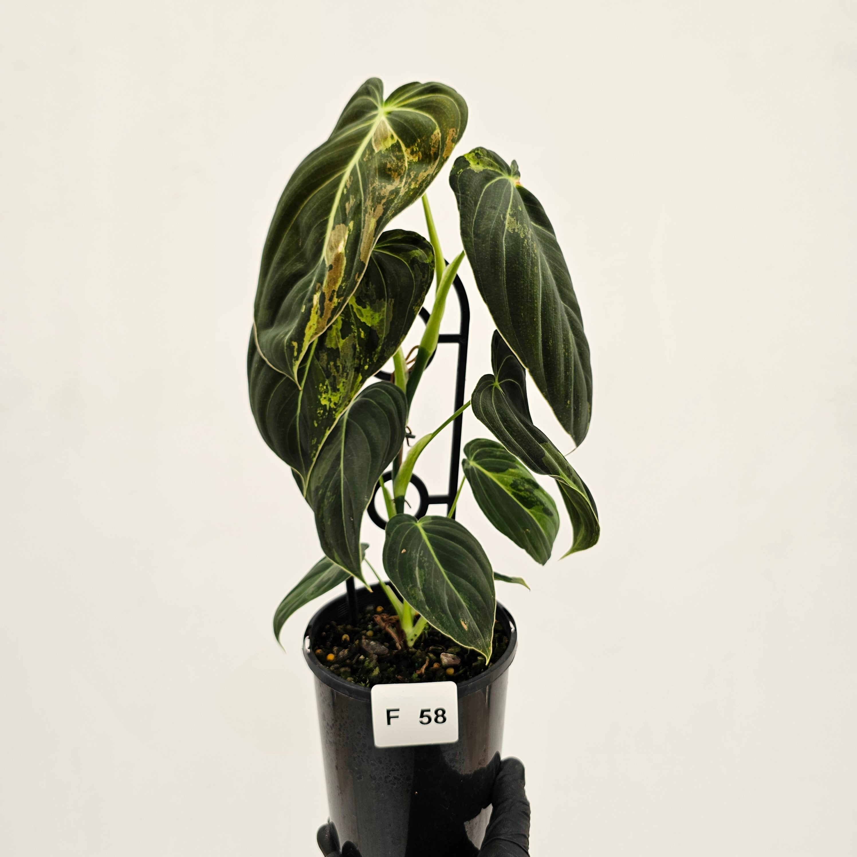 Philodendron melanochrysum Variegata