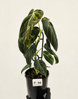 Philodendron melanochrysum Variegata
