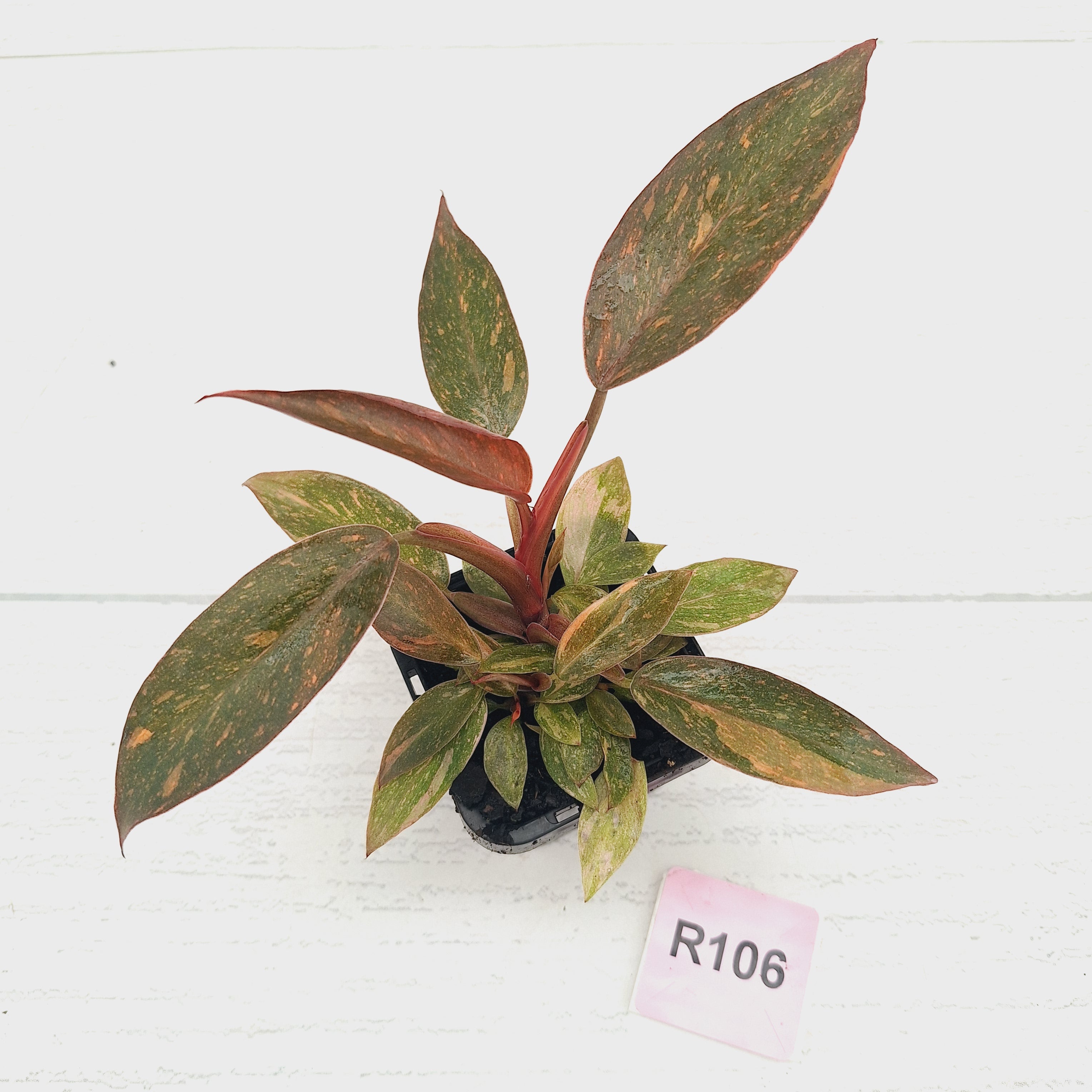 Philodendron 'Orange Princess' 70mm