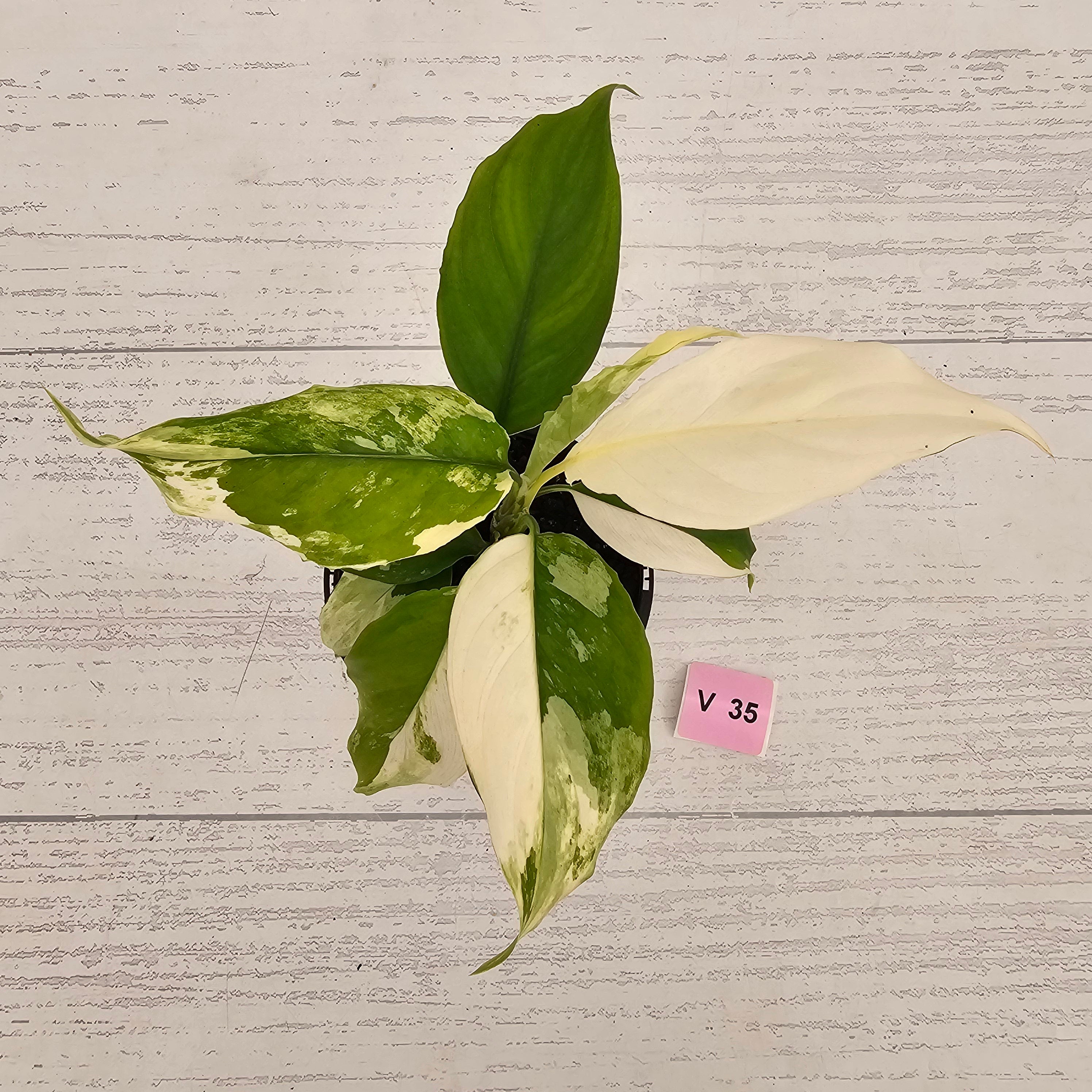 Aglaonema modestum variegata