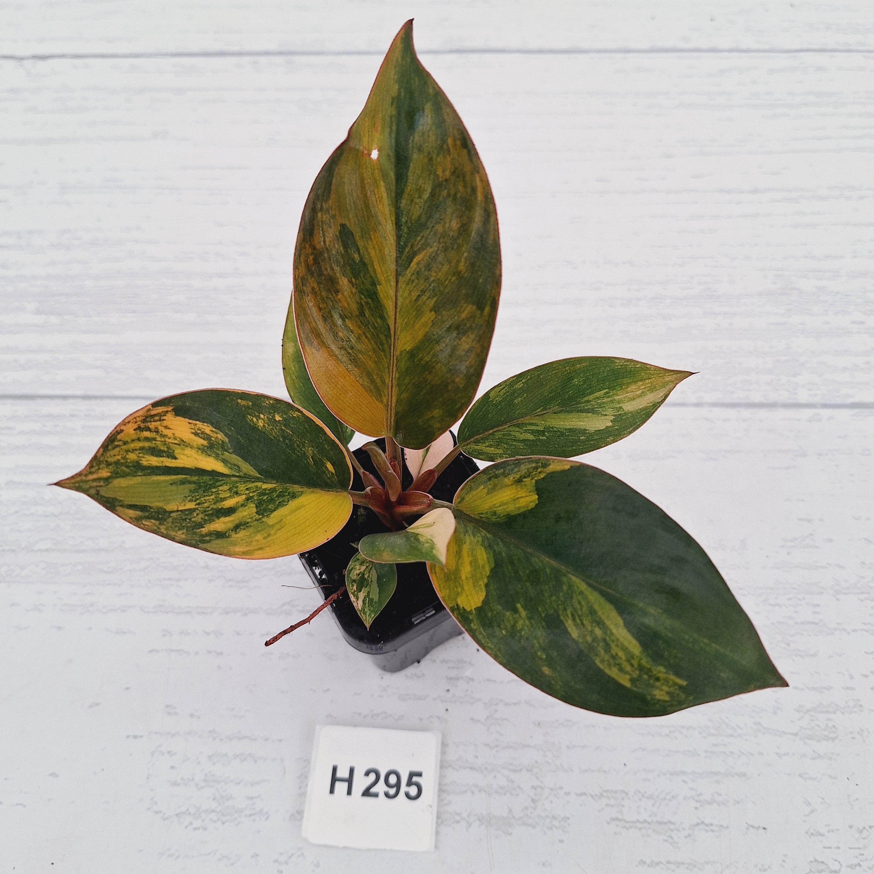 Philodendron 'Rojo Congo Variegated' - SALE