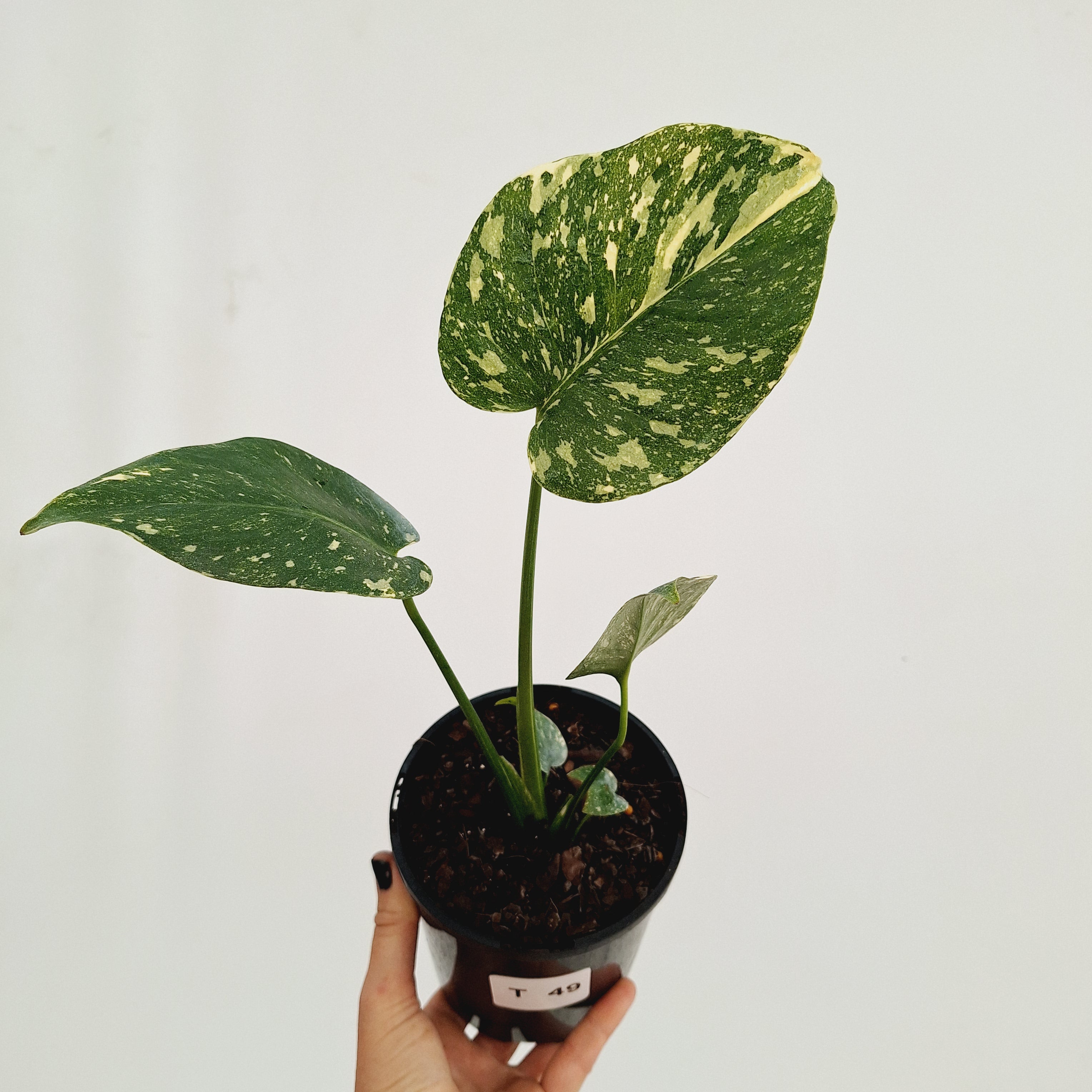 Monstera deliciosa Thai Constellation Sports