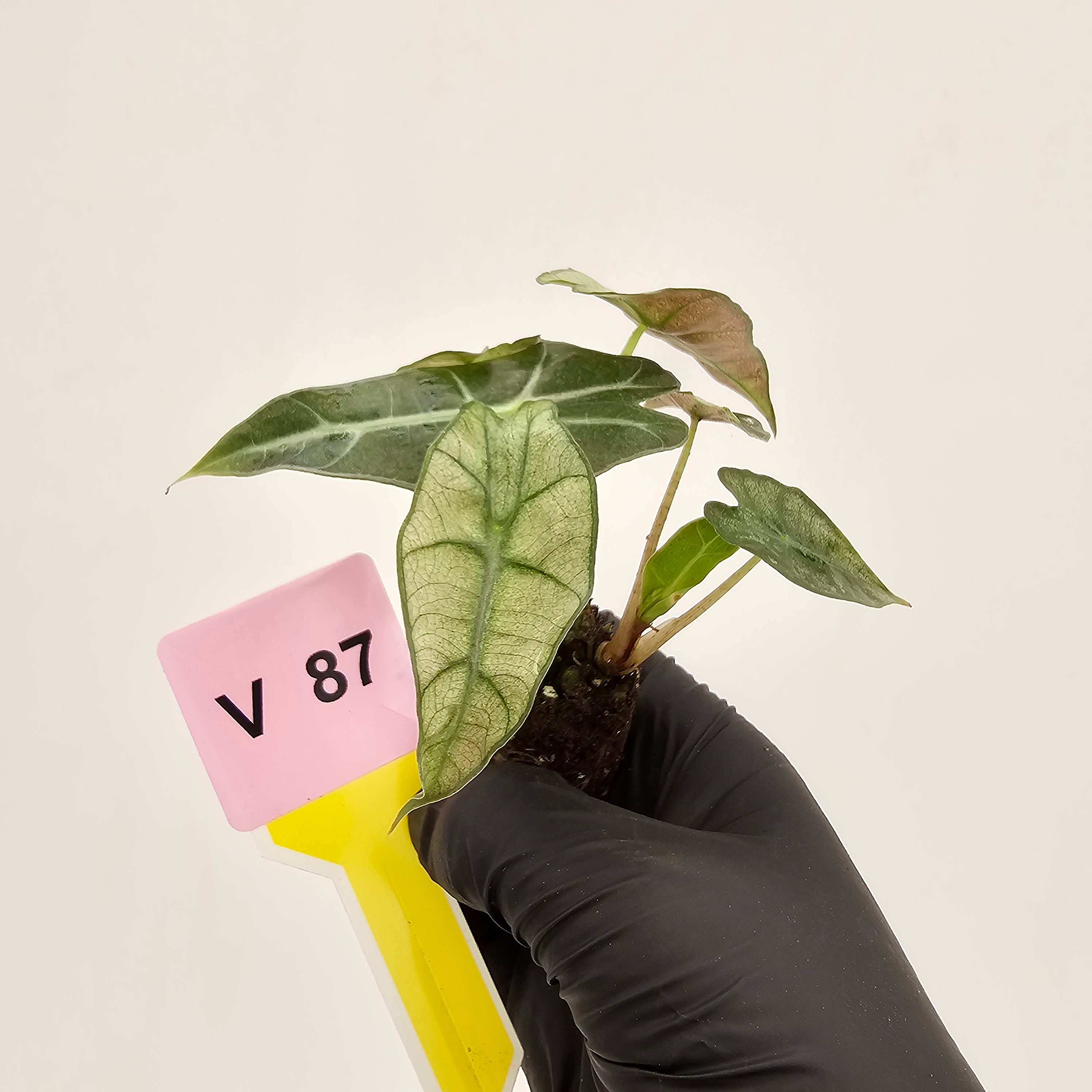 Alocasia Polly Variegata