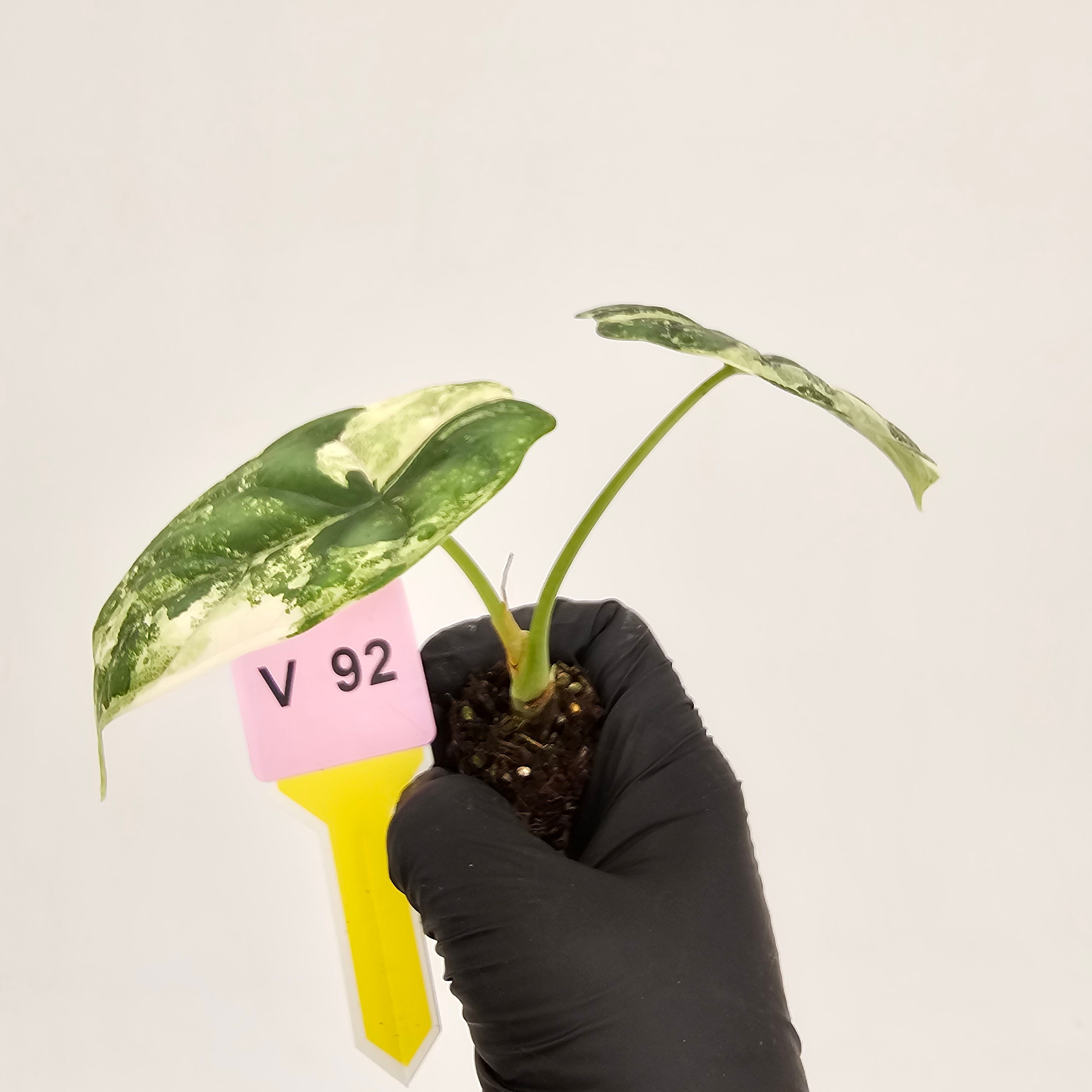 Alocasia Dragon Scale Variegata - Bare Bottom Baby
