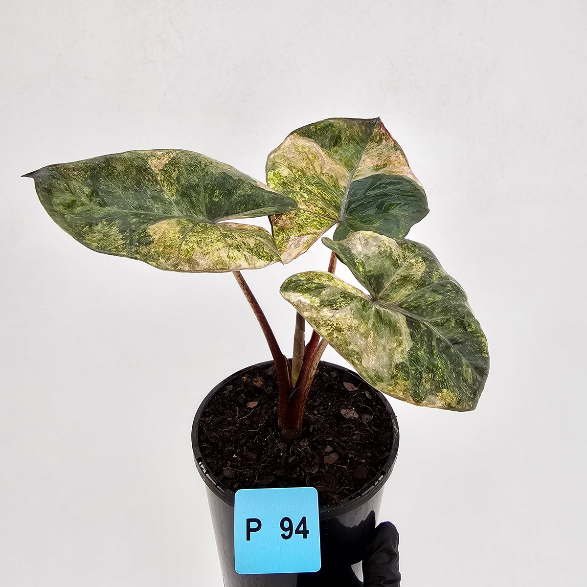 Alocasia macrorrhizos 'plumbea Variegata'
