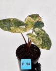 Alocasia macrorrhizos 'plumbea Variegata'