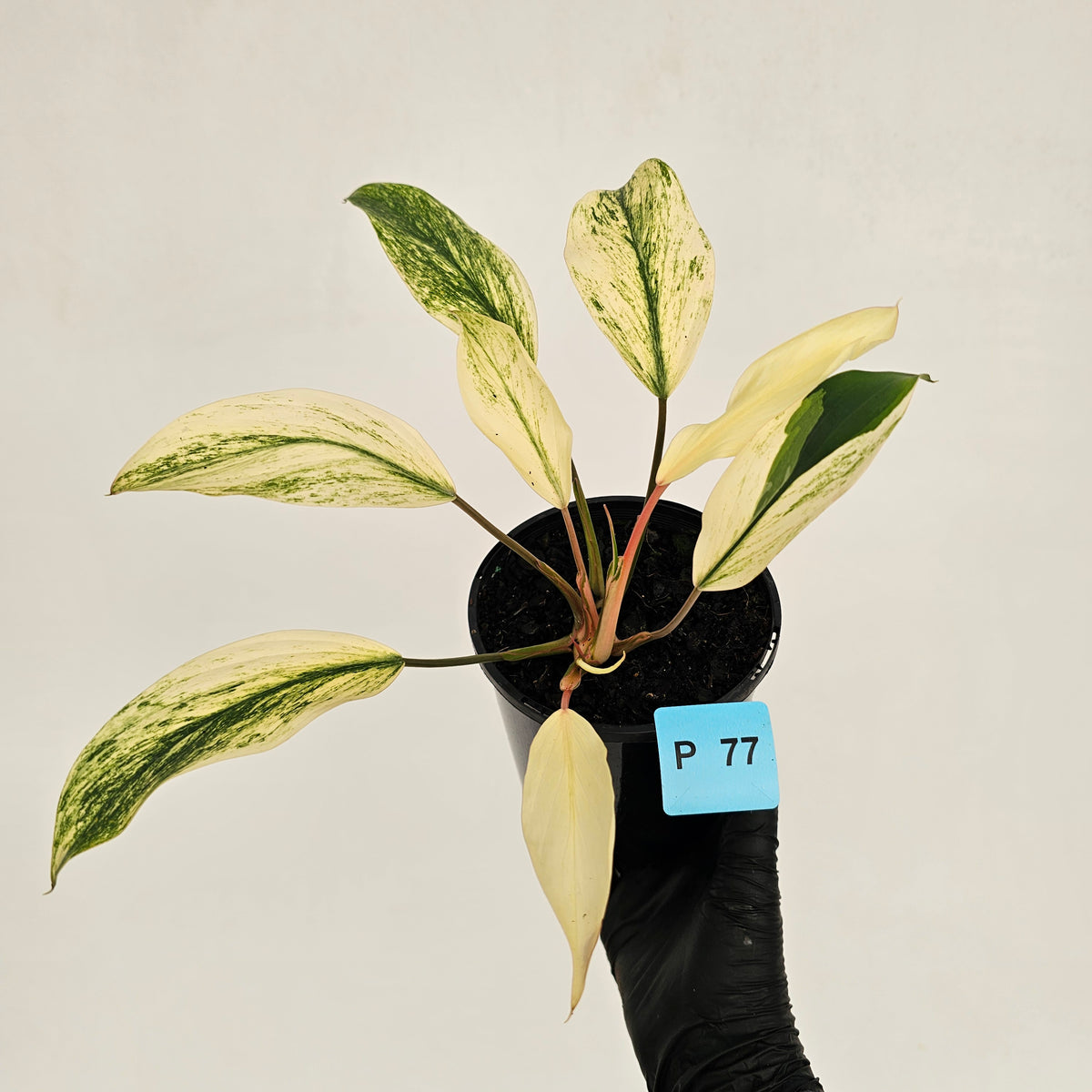Homalomena 'Tropical Green' Variegata -sale