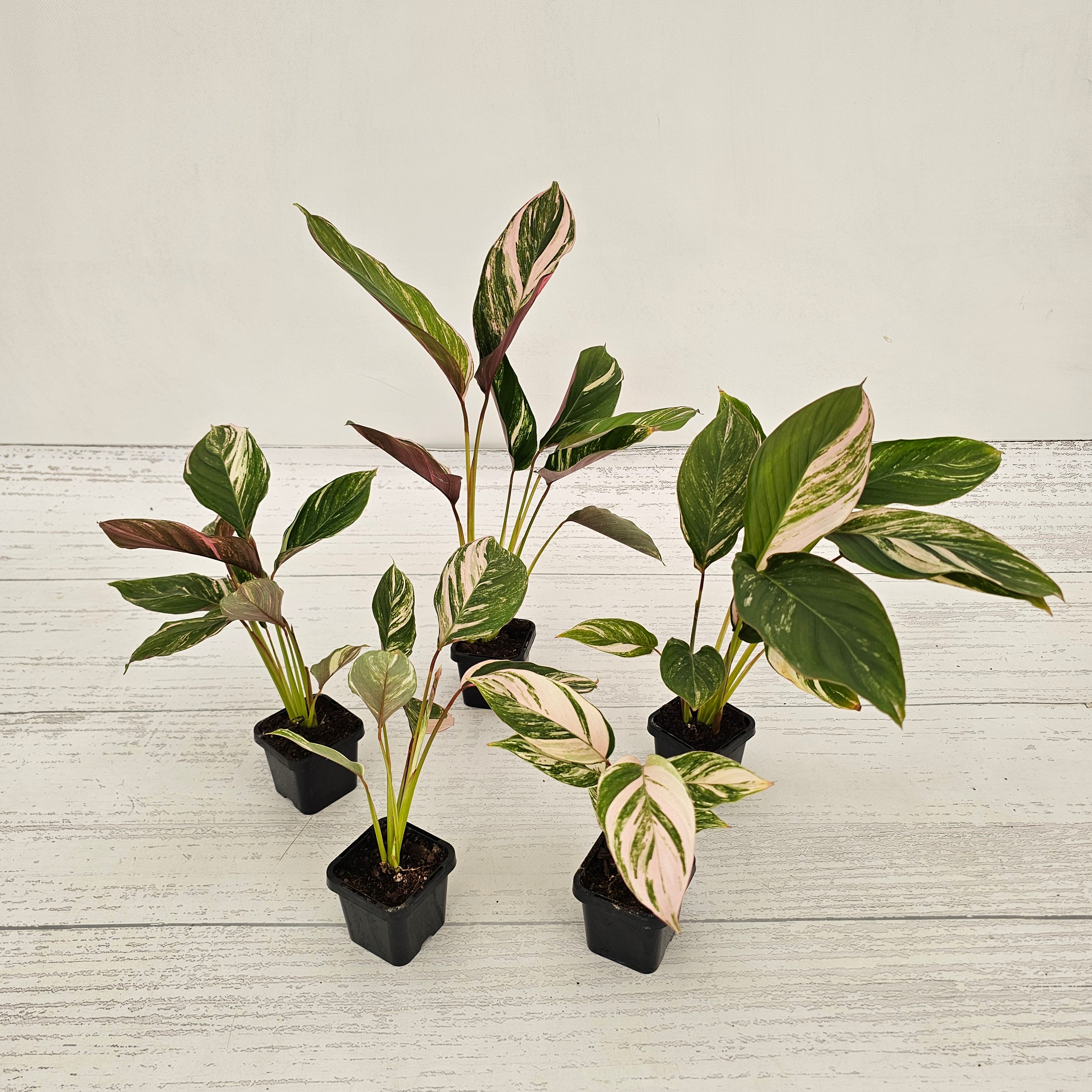 Calathea spp. Glaza
