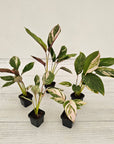 Calathea spp. Glaza