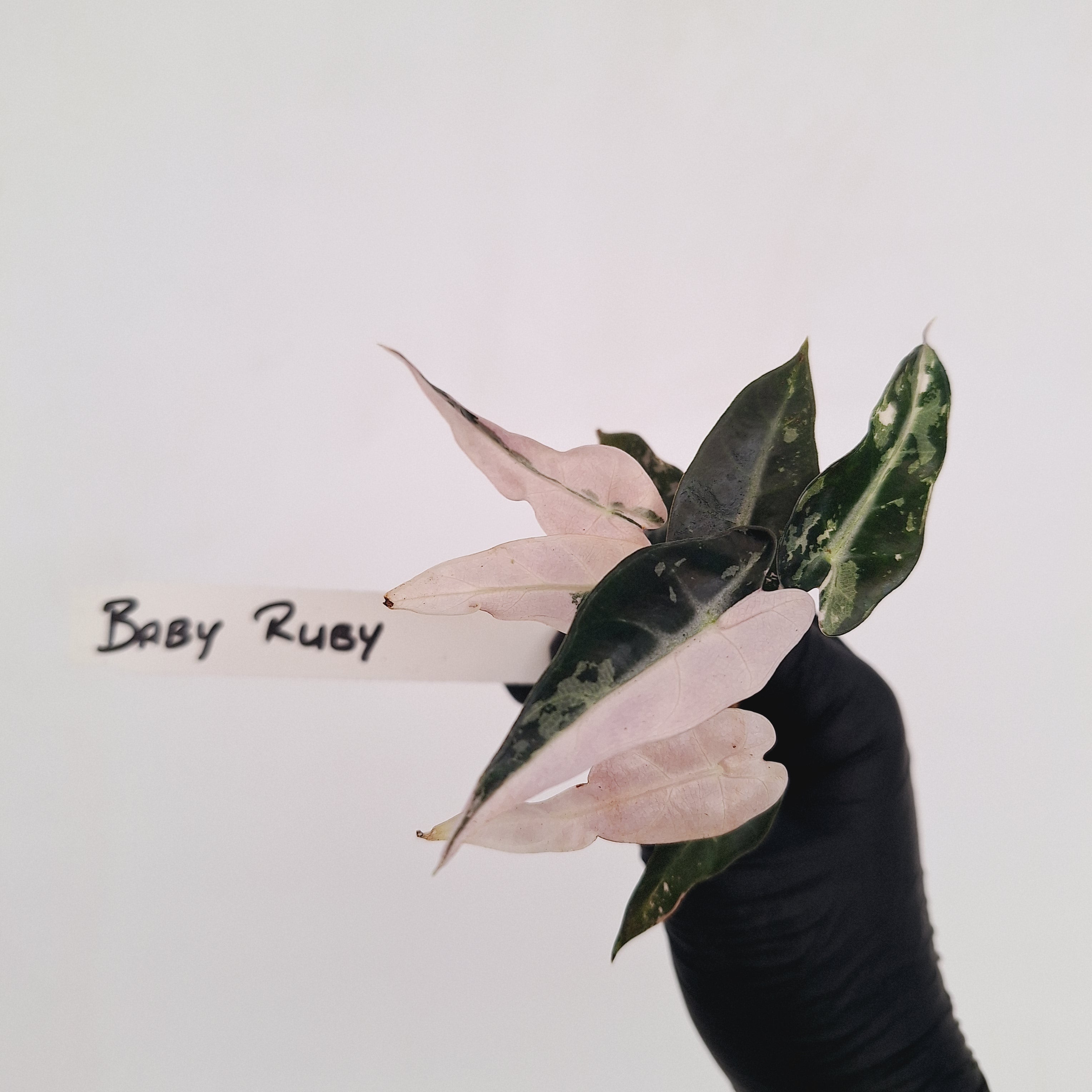 Alocasia Amazonica bambino Variegata - Bare Bottom Baby