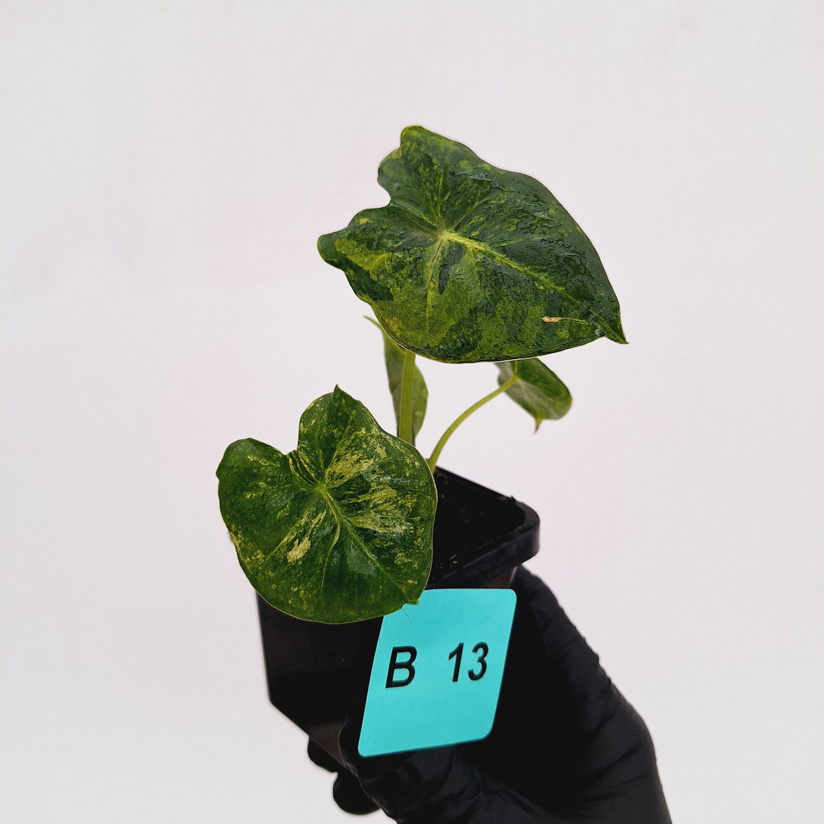 Alocasia Meclizine Aurea Variegata - sale