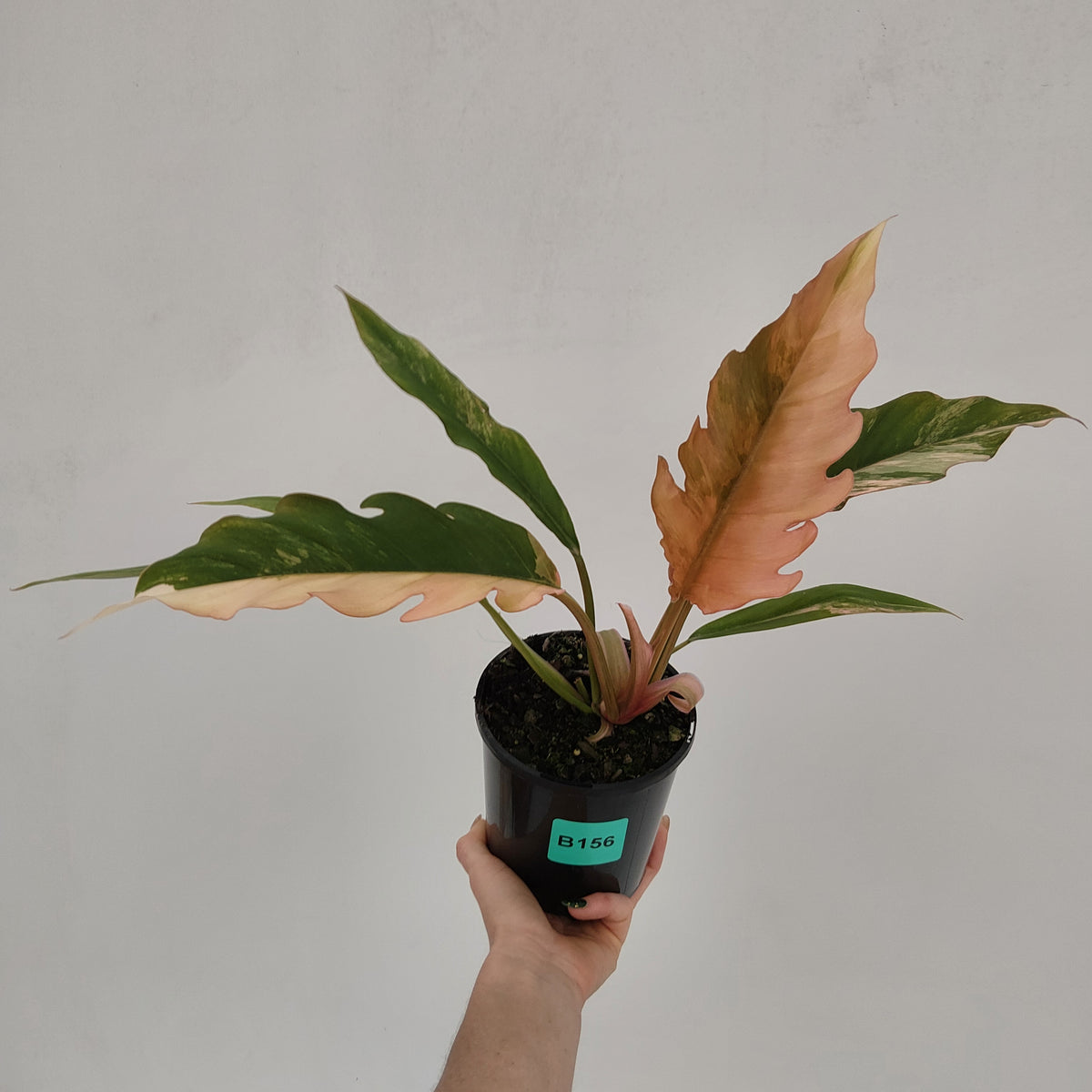 Philodendron serratum 'Caramel Marble' -flash sale