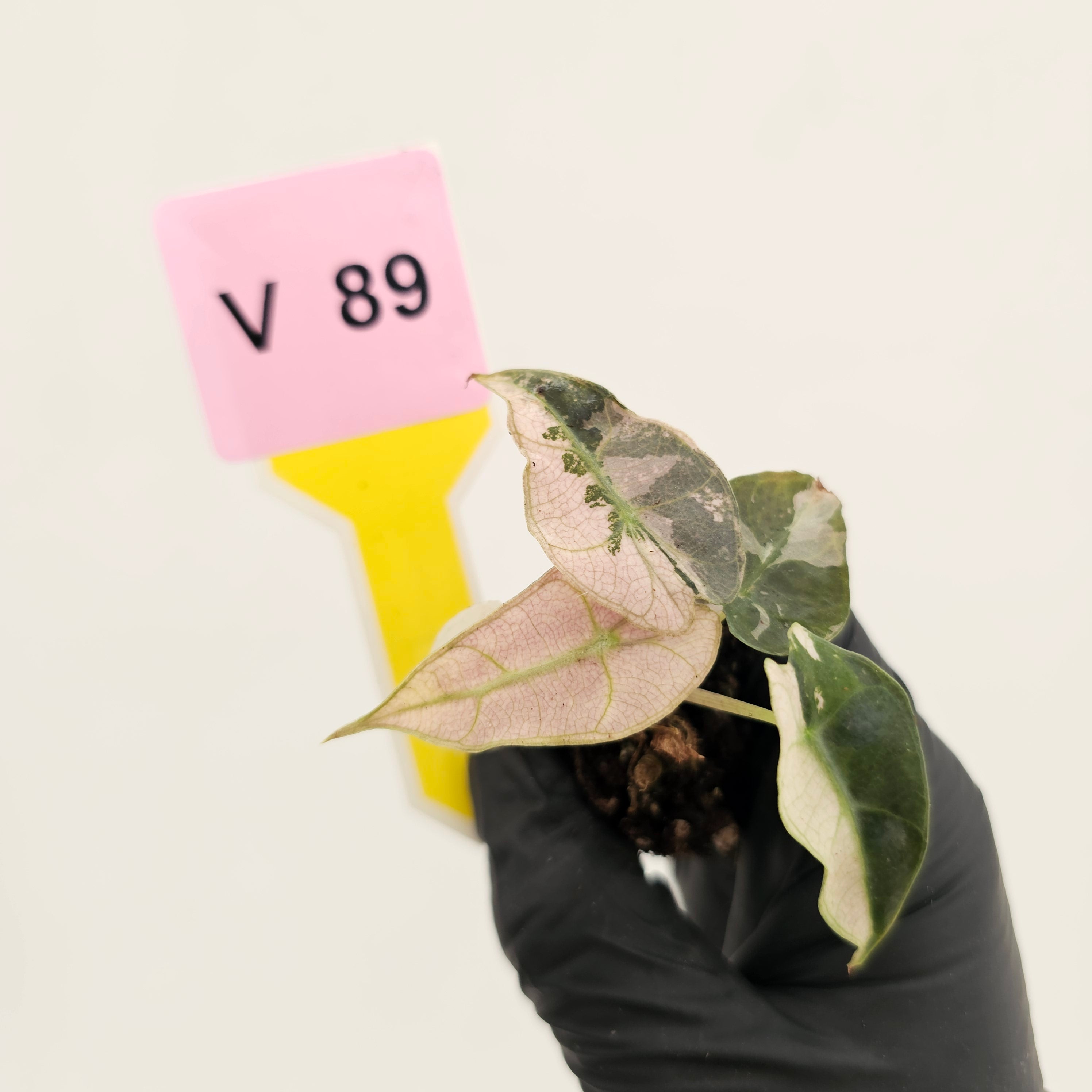 Alocasia Polly Variegata