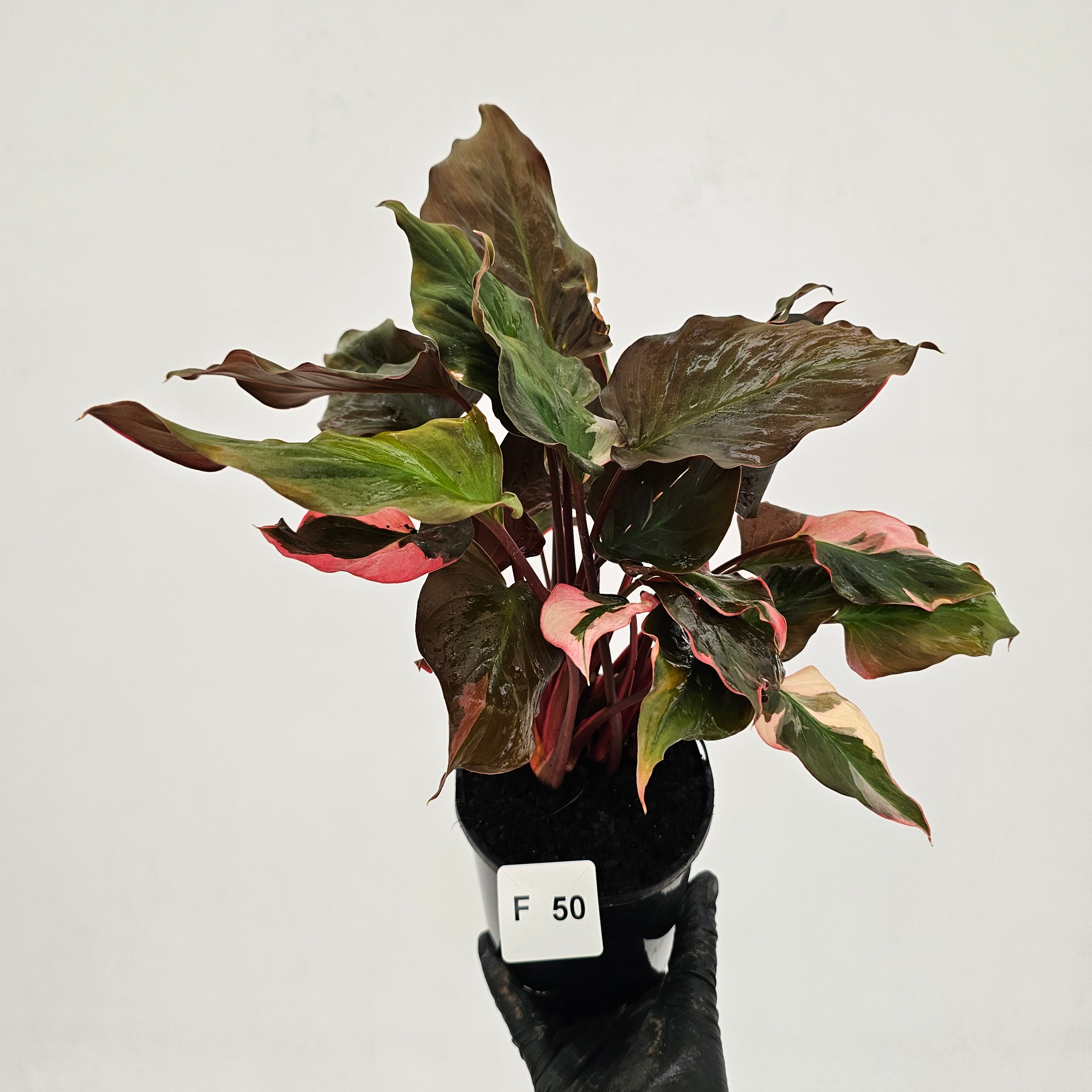 Homalomena rubescens Flaming Red Variegata