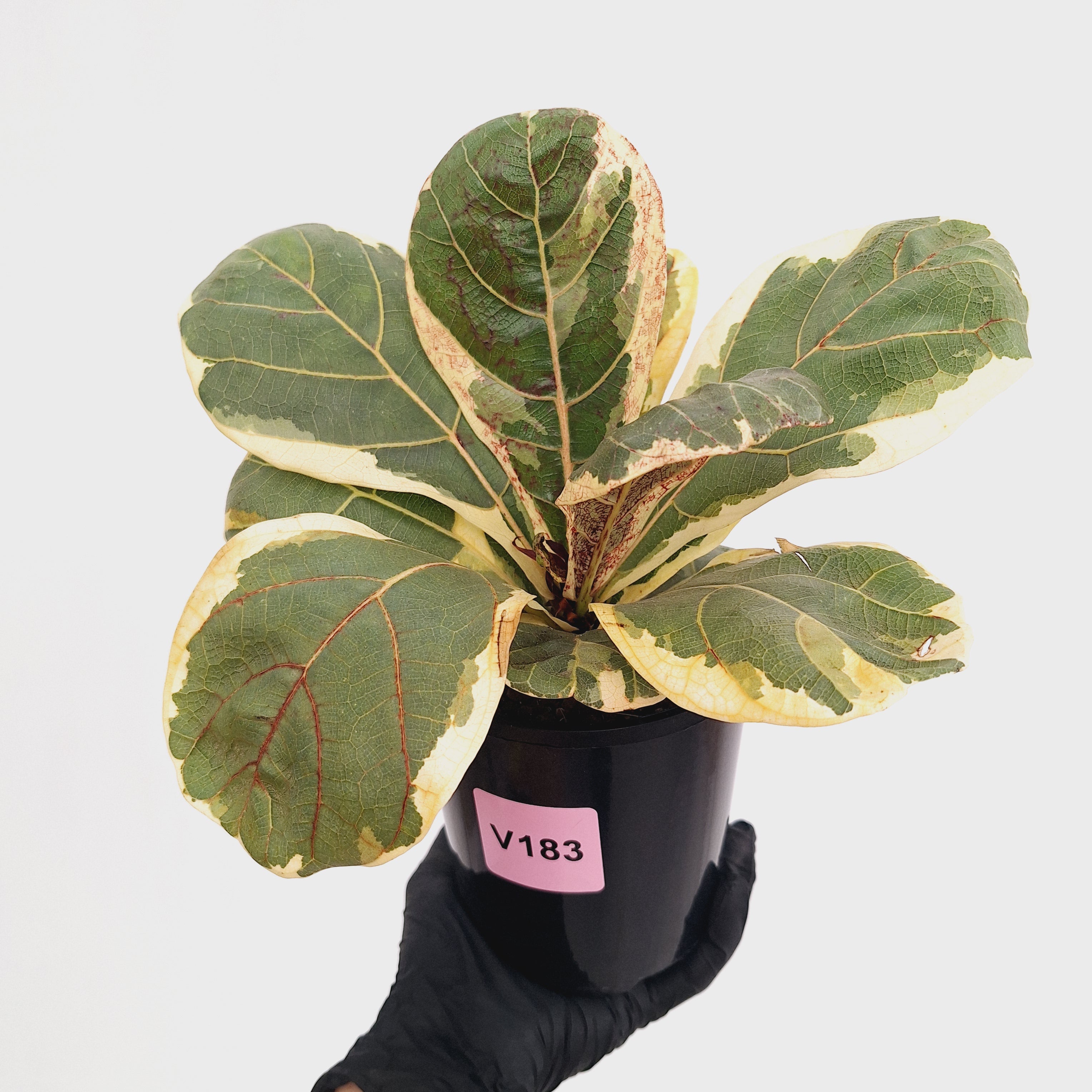 Ficus lyrata Variegata