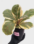 Ficus lyrata Variegata