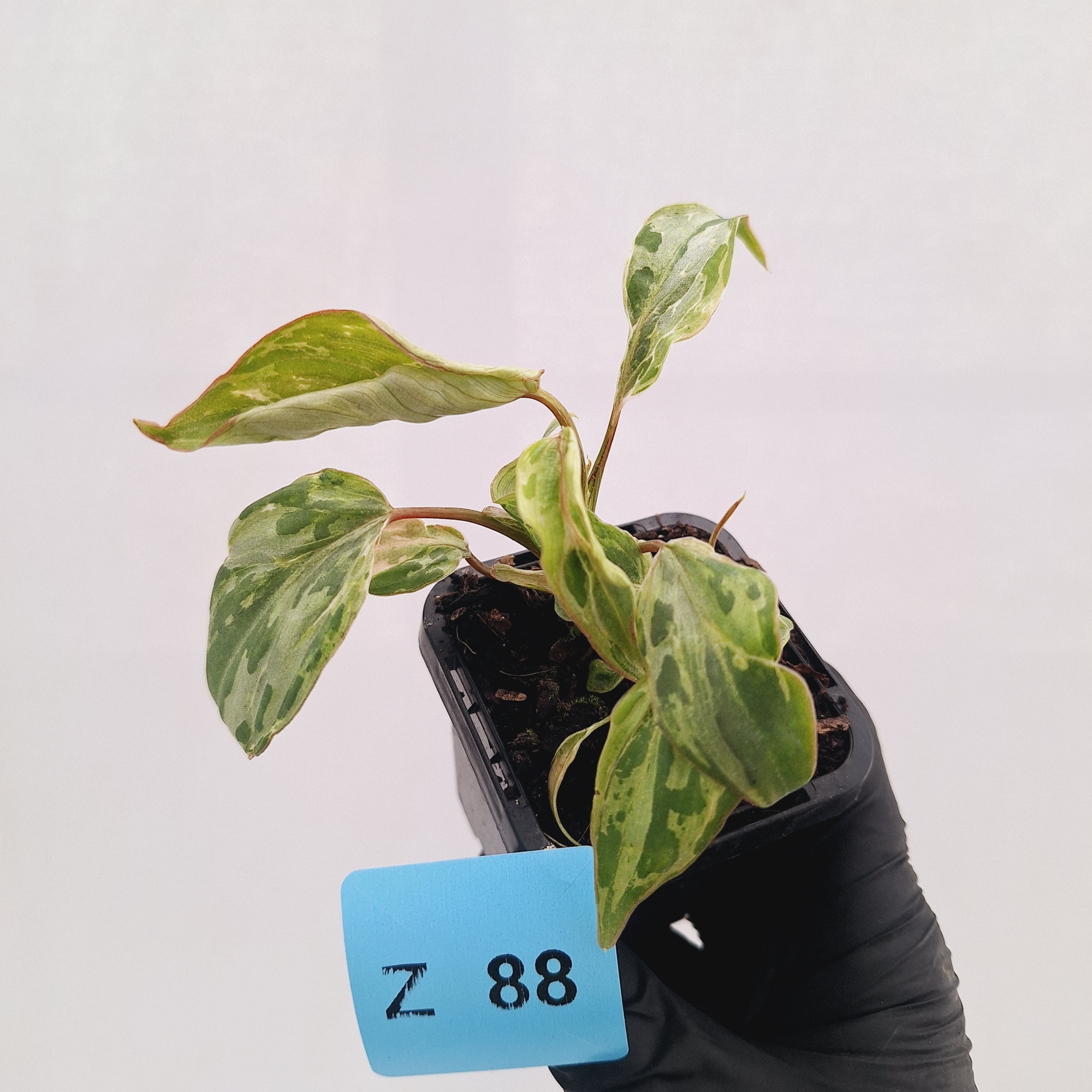 Philodendron gloriosum 'Snow Leopard'