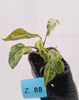 Philodendron gloriosum 'Snow Leopard'