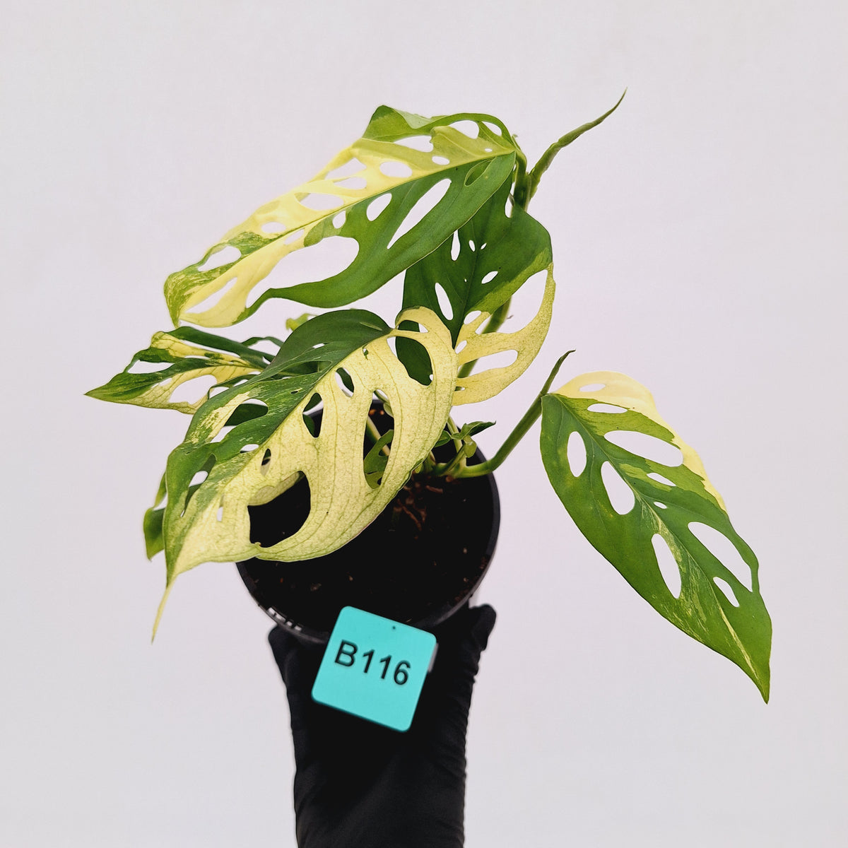 Monstera adansonii Variegata