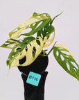 Monstera adansonii Variegata
