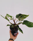 Philodendron 'Pink Princess Galaxy Marble' Sport