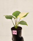 Homalomena rubescens 'Emerald Gem' Variegata