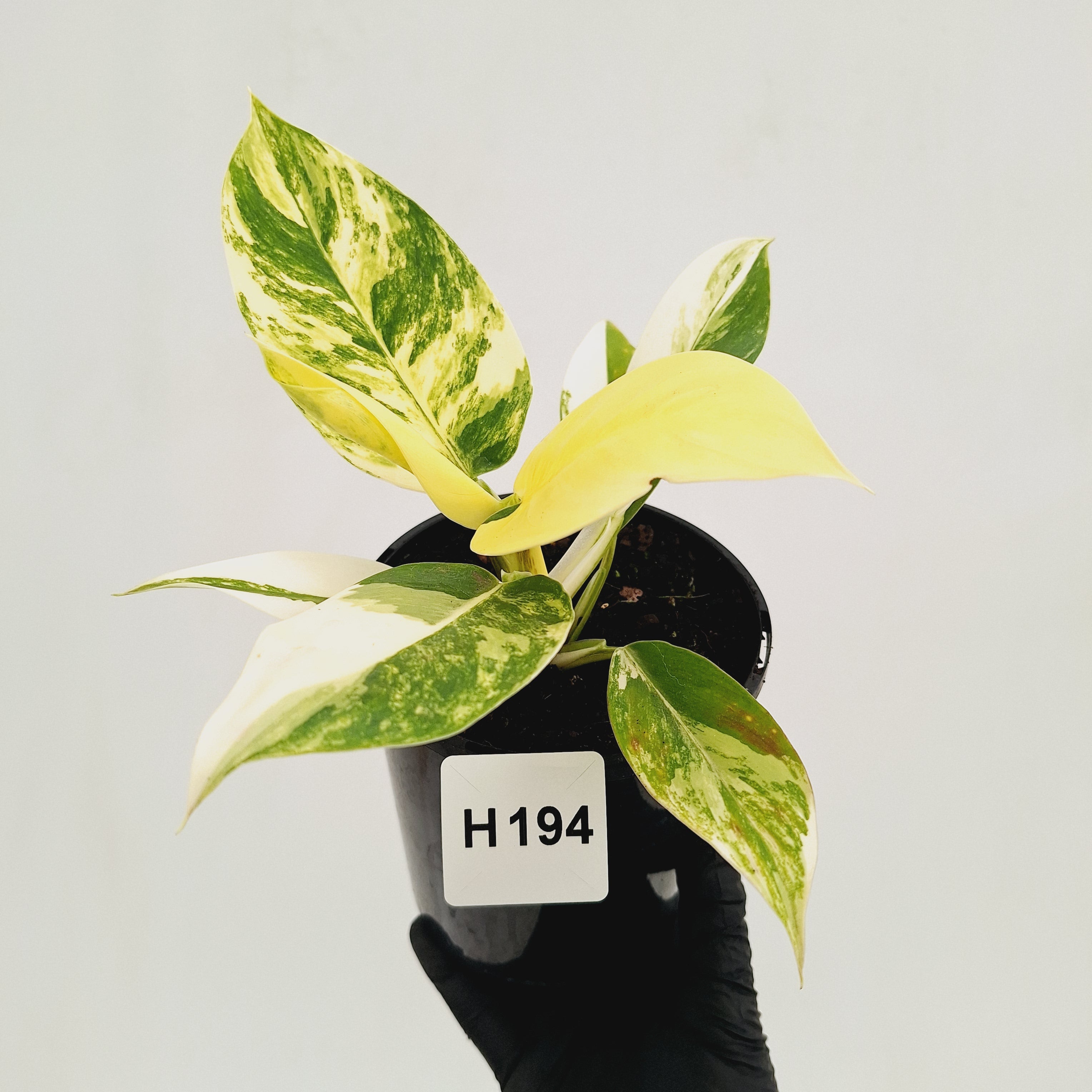 Philodendron imperial green variegata - SALE