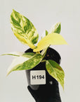 Philodendron imperial green variegata - SALE