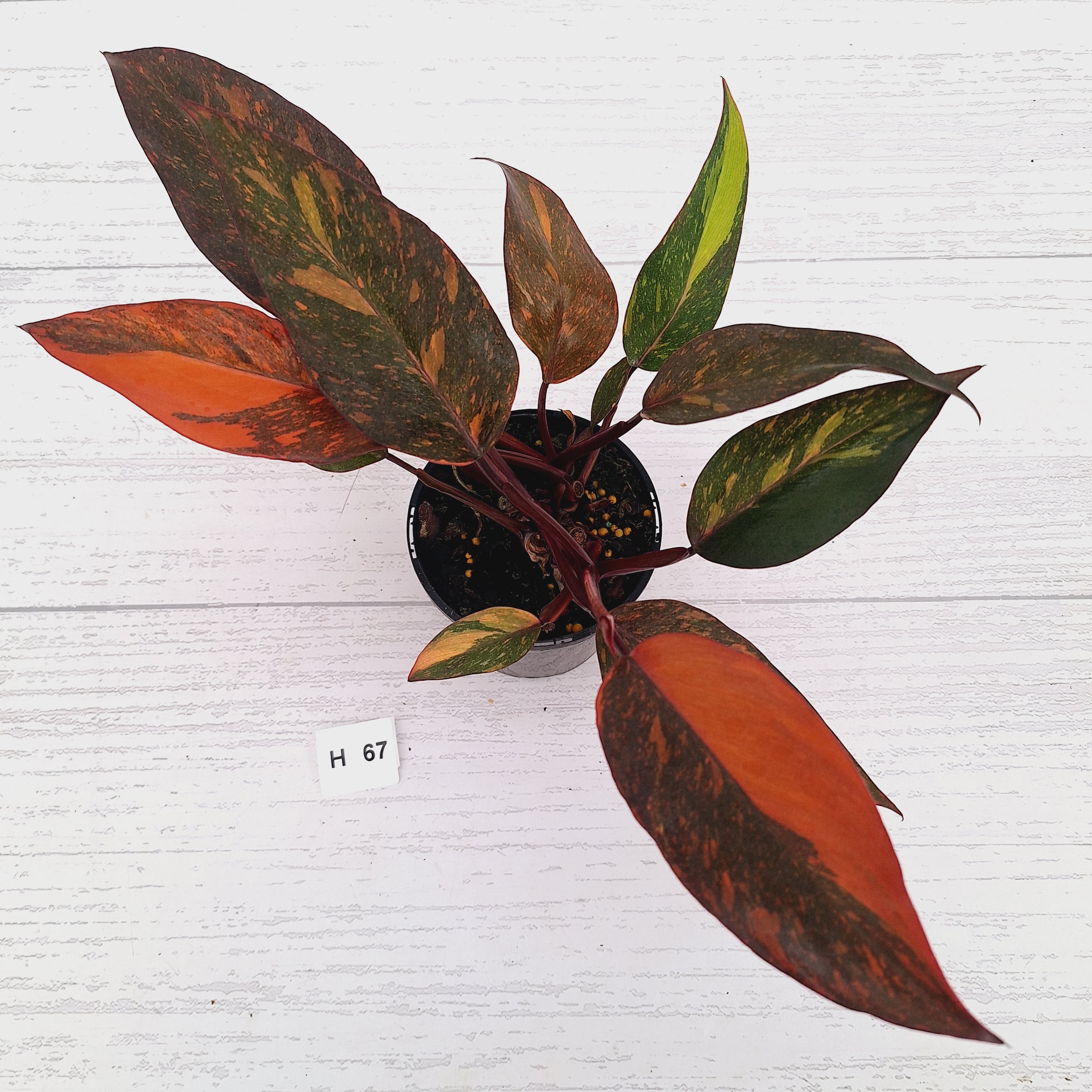 Philodendron 'Orange Princess' - FLASH SALE
