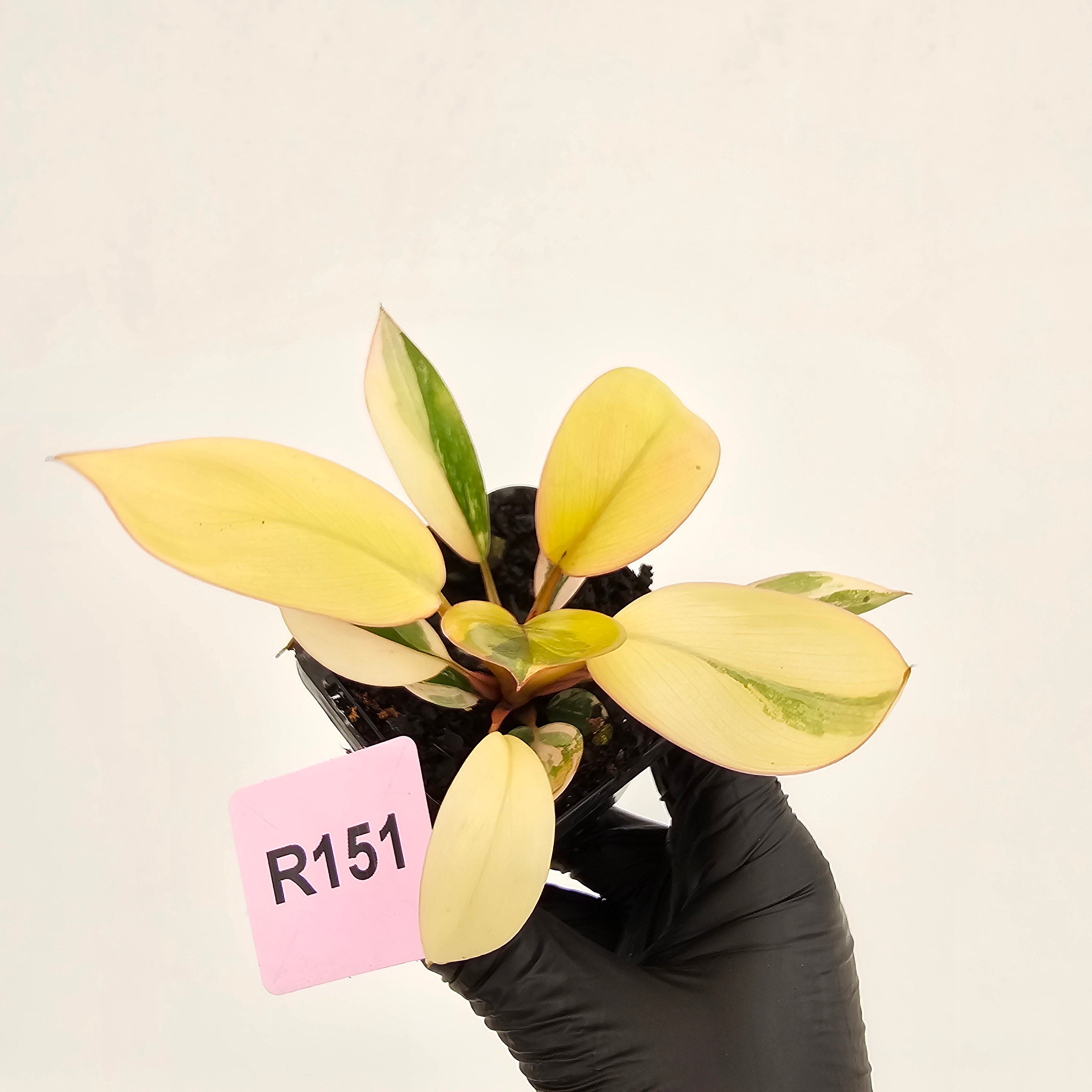 Philodendron 'Rojo Congo Variegated' 70mm
