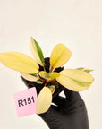 Philodendron 'Rojo Congo Variegated' 70mm