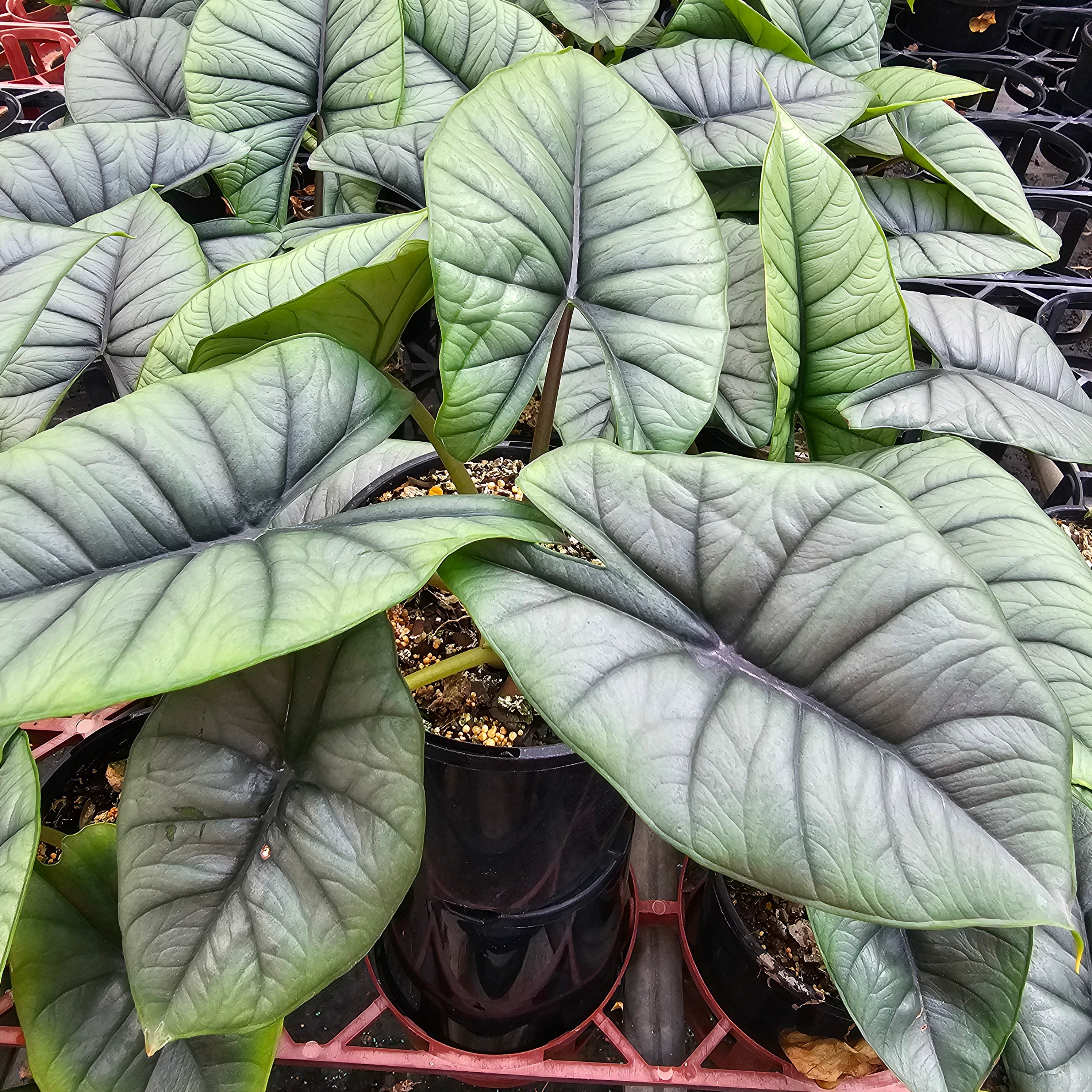 Alocasia reginae 'Platinum Dragon'