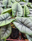 Alocasia reginae 'Platinum Dragon'