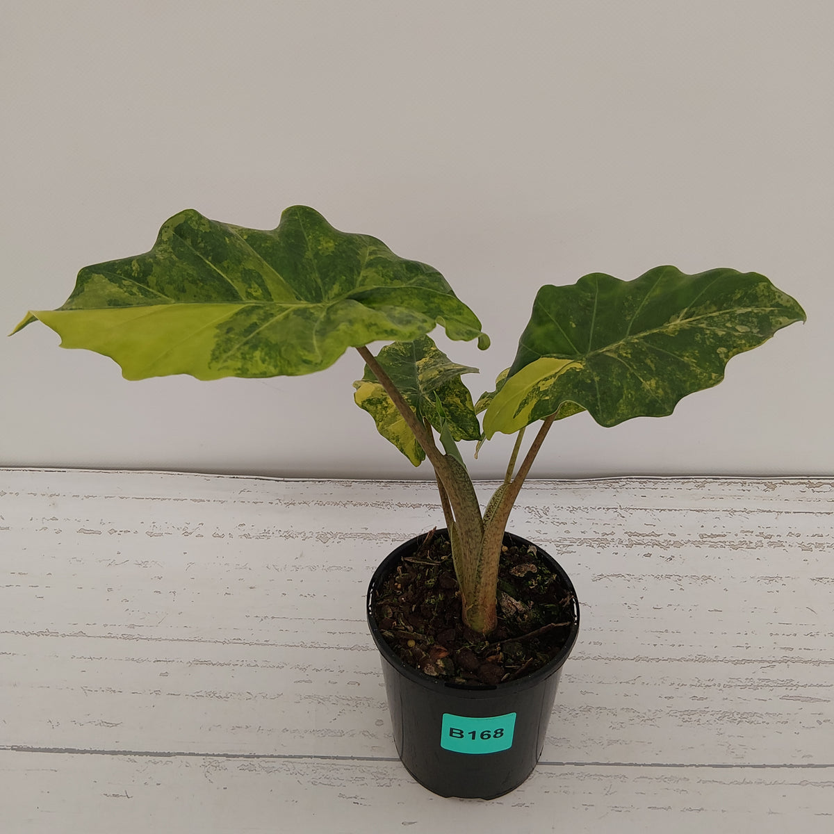 Alocasia Portora Variegata - SALE