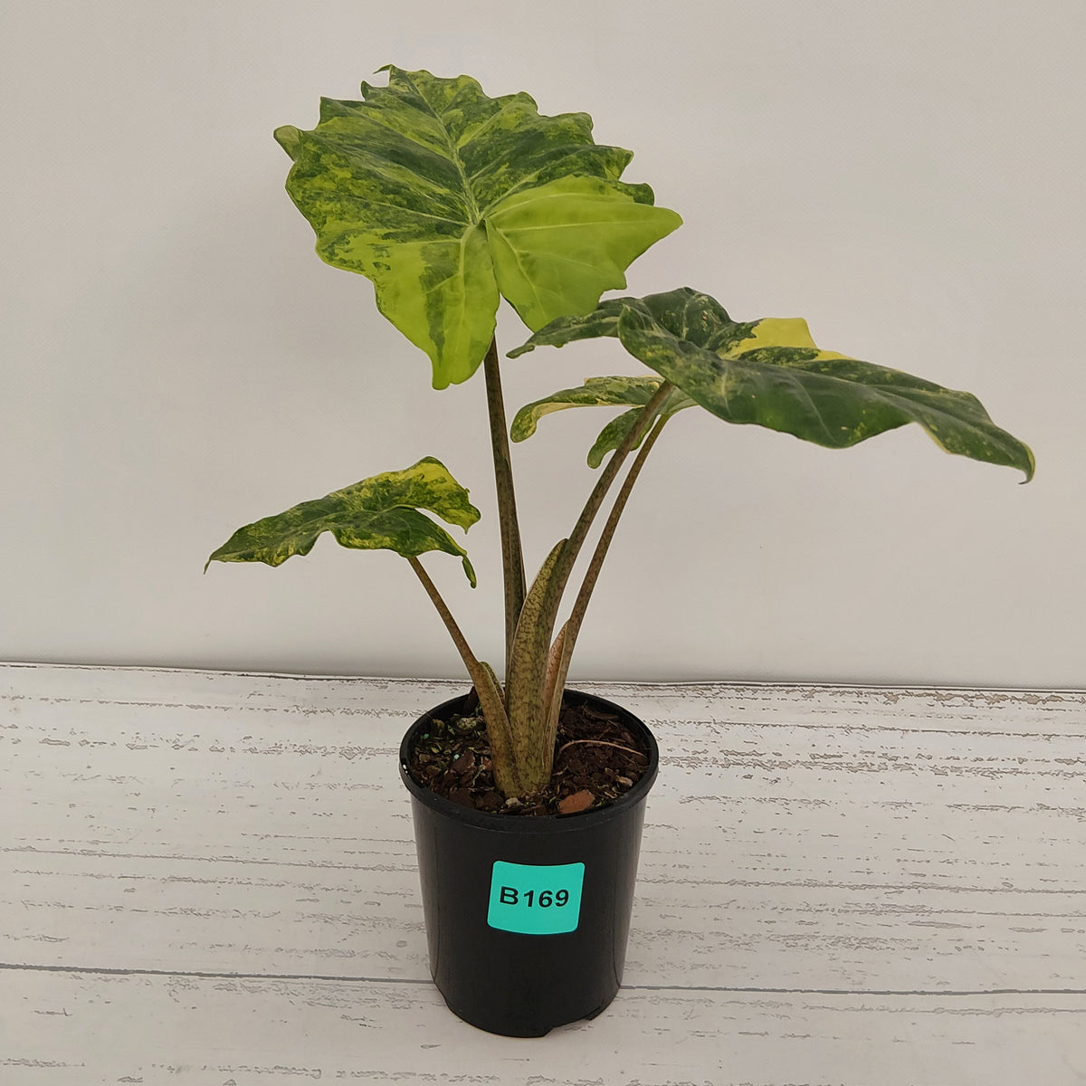 Alocasia Portora Variegata - SALE