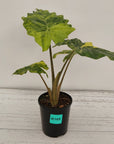 Alocasia Portora Variegata - SALE