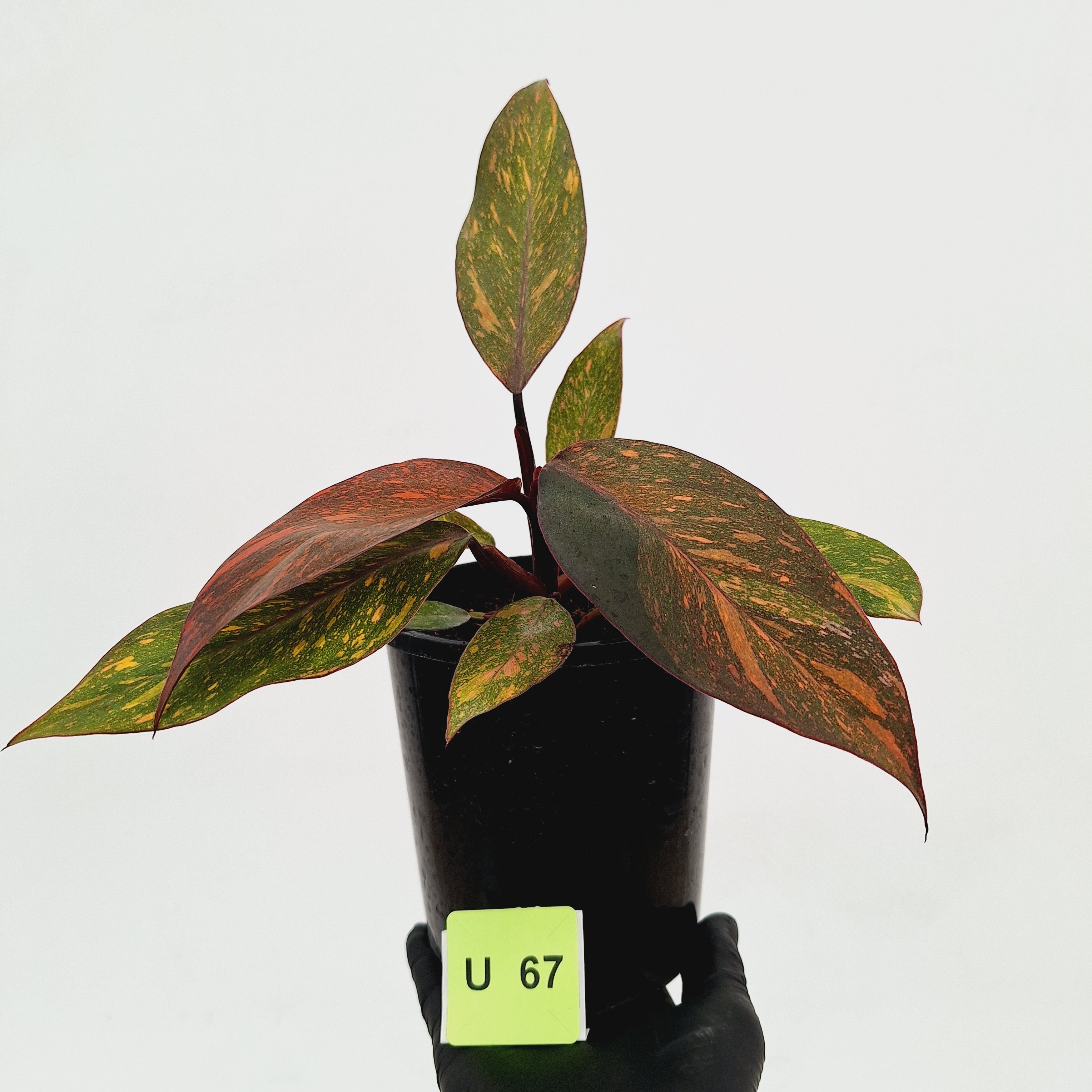 Philodendron &#39;Orange Princess&#39;