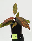 Philodendron 'Orange Princess'