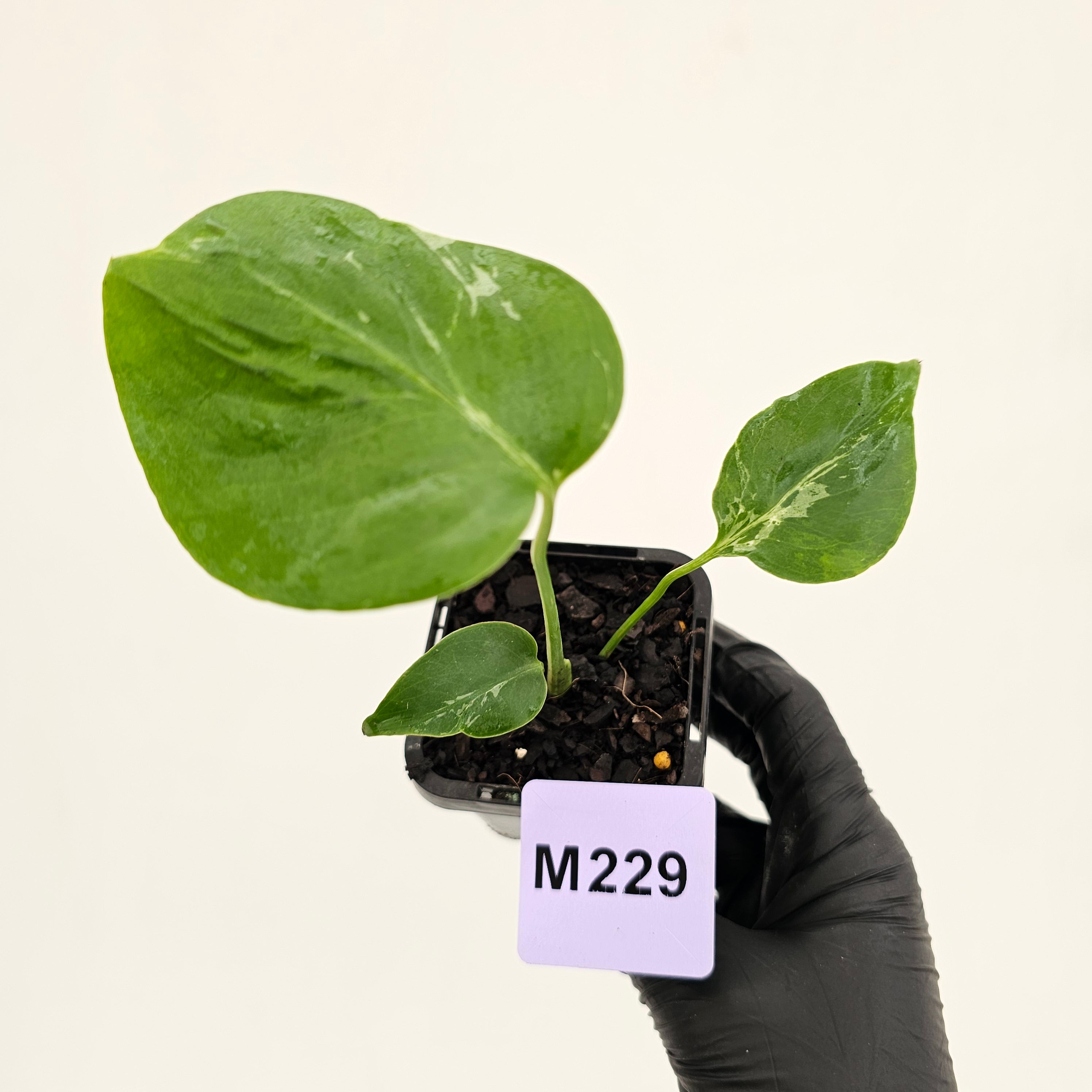 Monstera Deliciosa 'Bulbasaur' - 70mm
